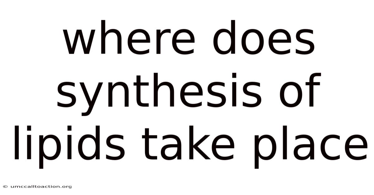 Where Does Synthesis Of Lipids Take Place