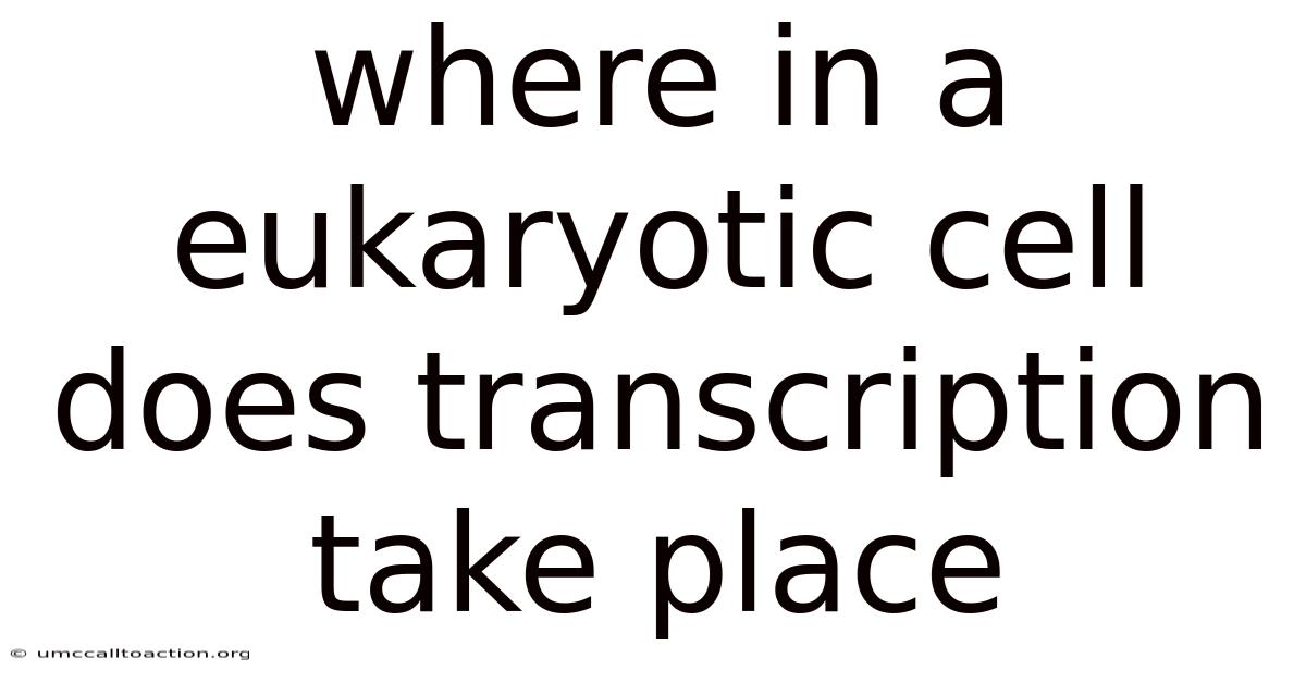 Where In A Eukaryotic Cell Does Transcription Take Place