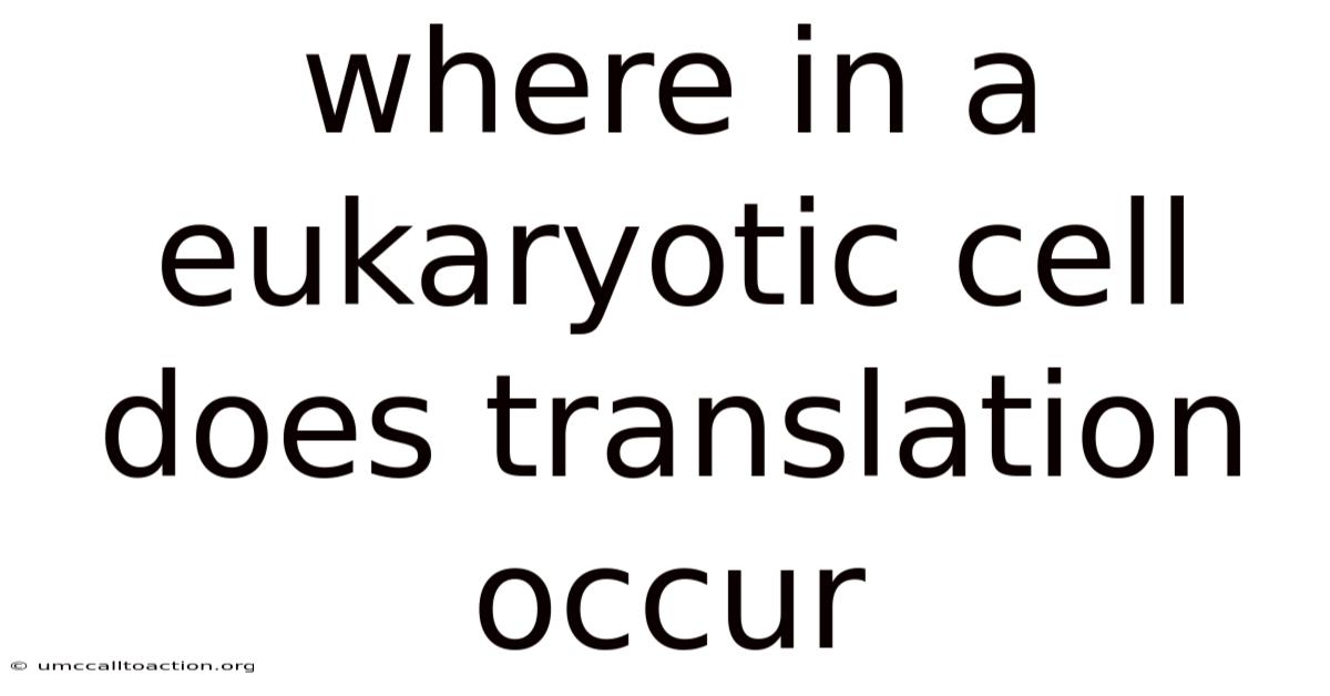 Where In A Eukaryotic Cell Does Translation Occur