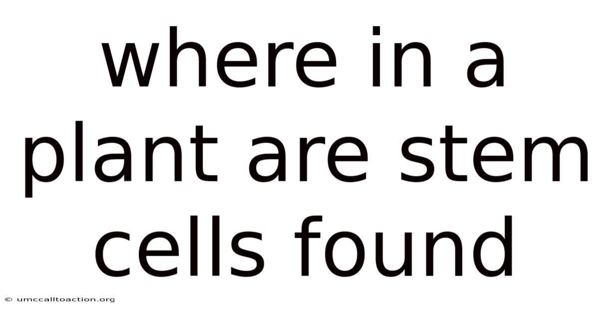 Where In A Plant Are Stem Cells Found