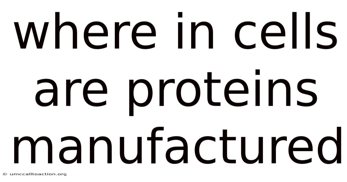 Where In Cells Are Proteins Manufactured