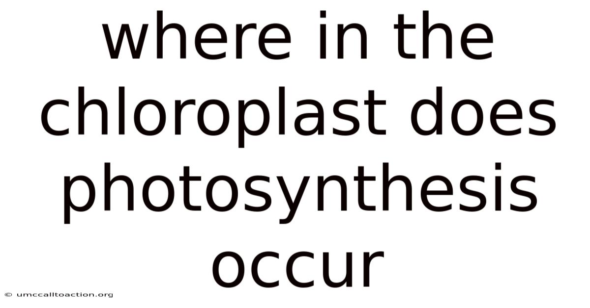 Where In The Chloroplast Does Photosynthesis Occur