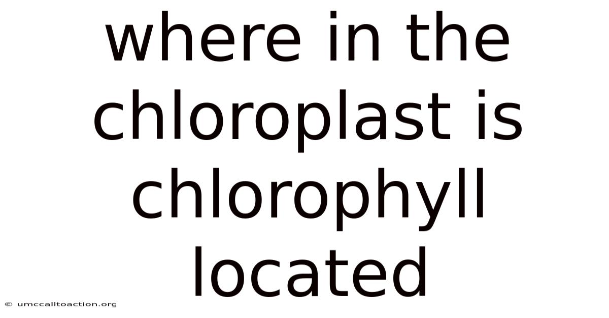 Where In The Chloroplast Is Chlorophyll Located