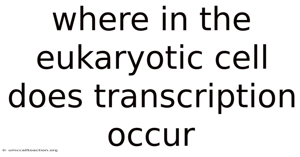 Where In The Eukaryotic Cell Does Transcription Occur