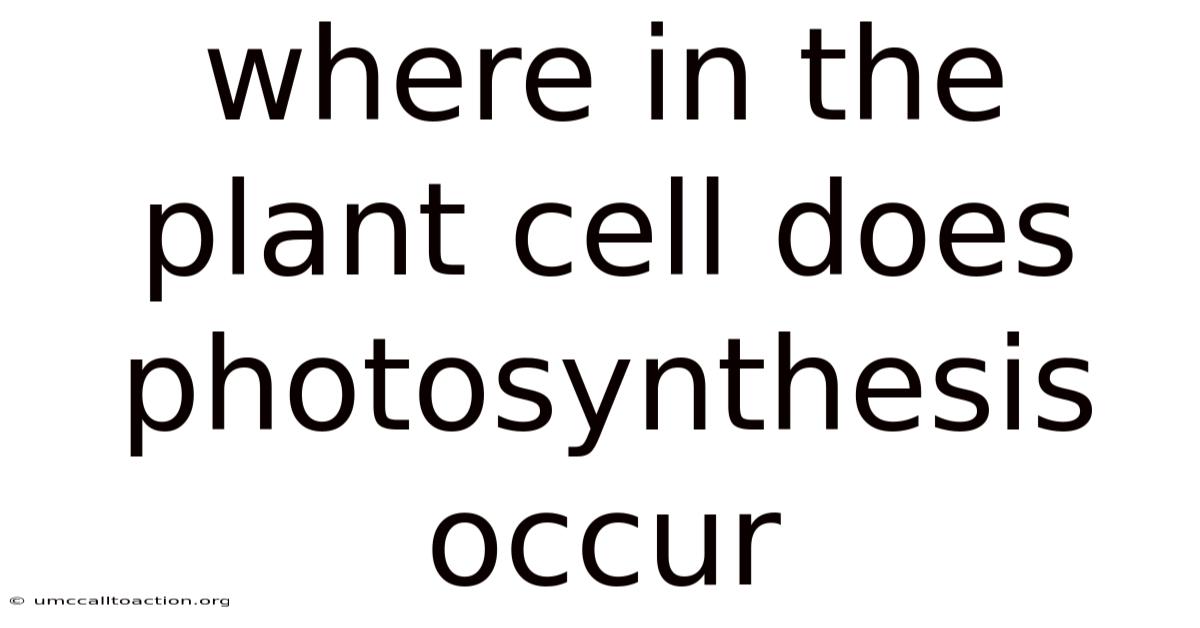 Where In The Plant Cell Does Photosynthesis Occur