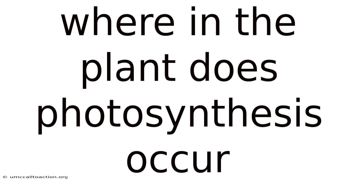 Where In The Plant Does Photosynthesis Occur