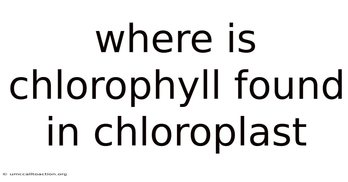 Where Is Chlorophyll Found In Chloroplast