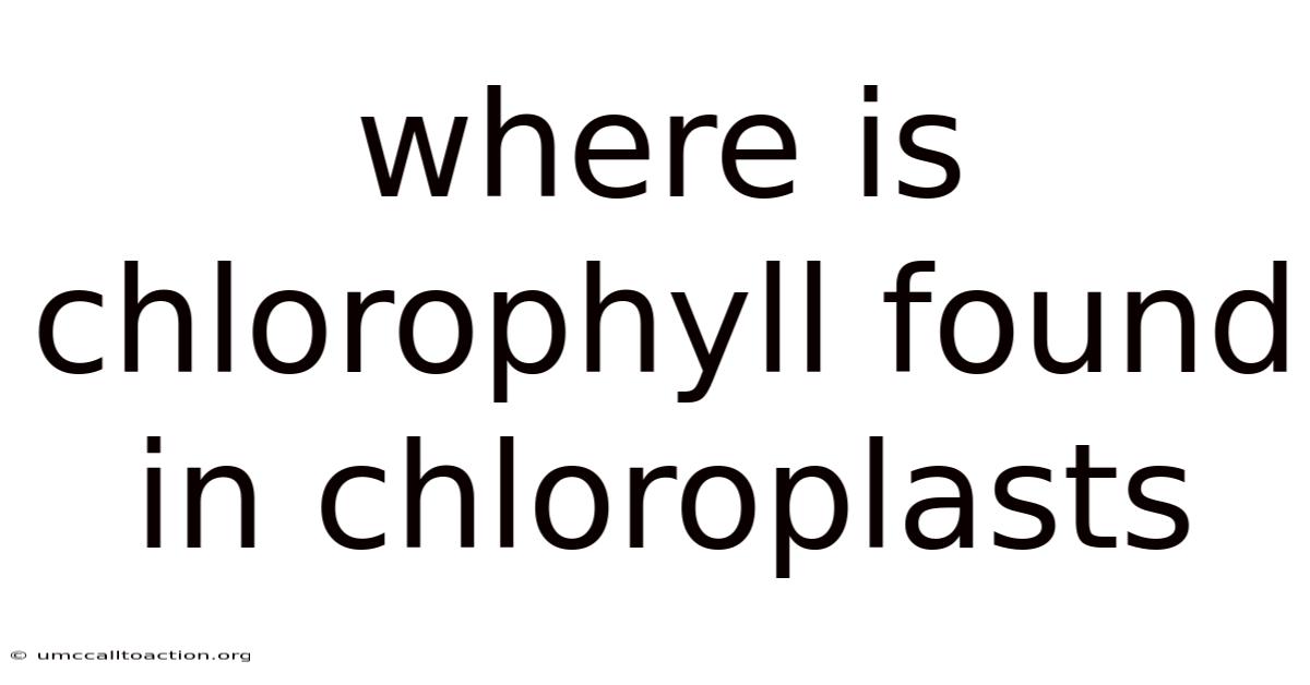 Where Is Chlorophyll Found In Chloroplasts