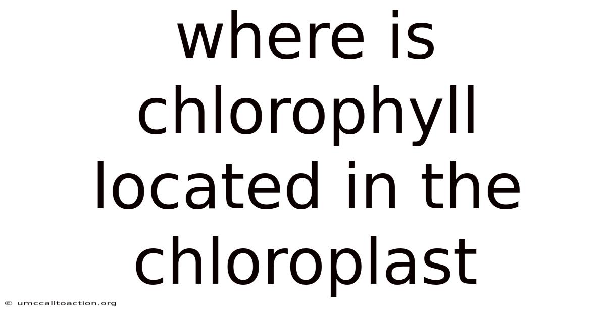 Where Is Chlorophyll Located In The Chloroplast