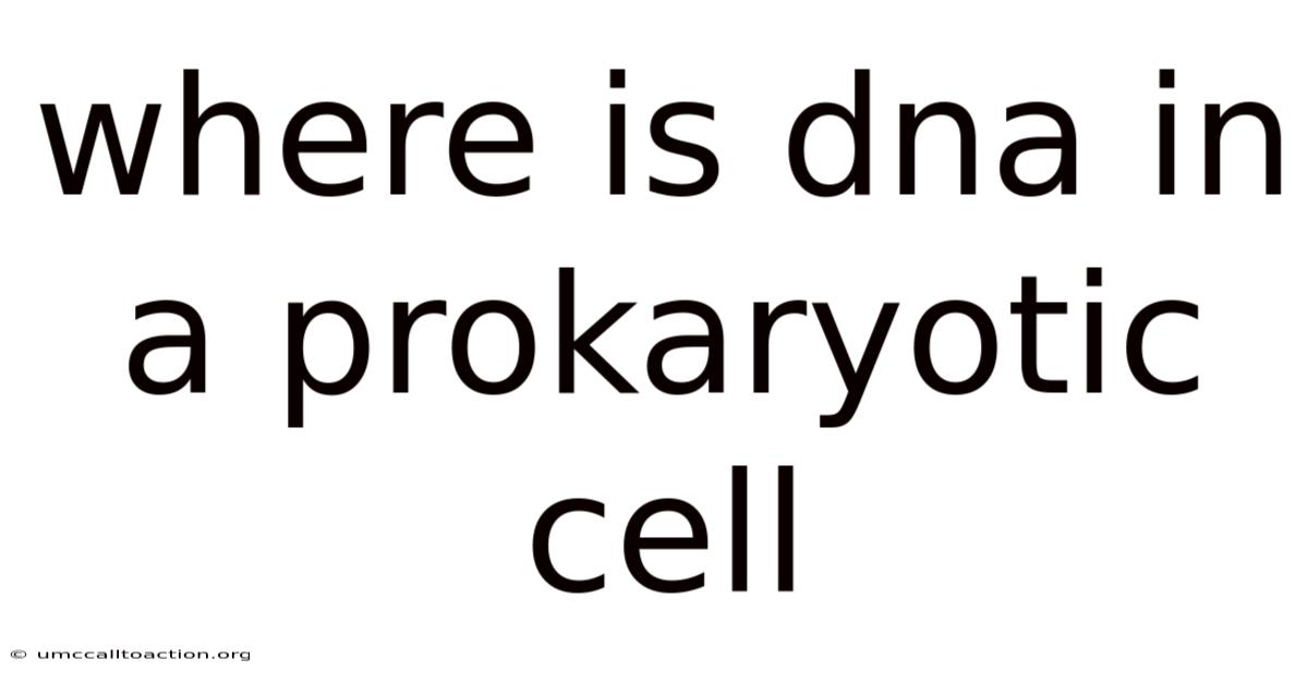 Where Is Dna In A Prokaryotic Cell