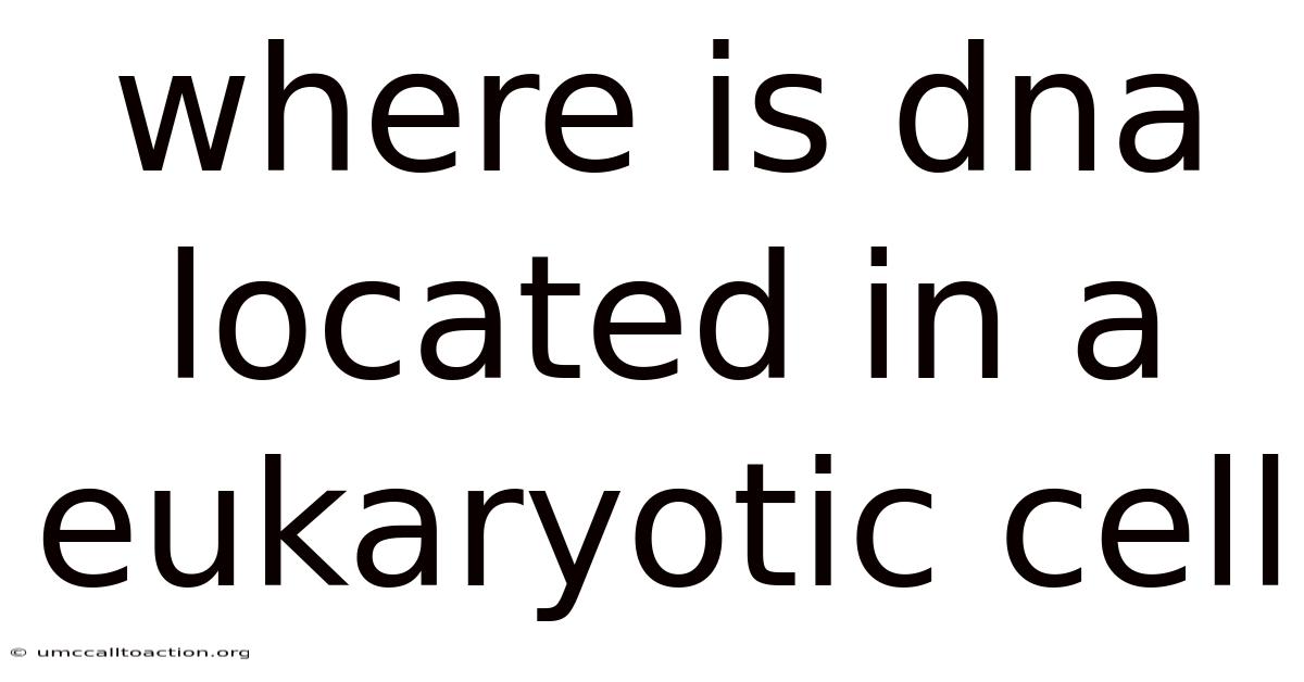 Where Is Dna Located In A Eukaryotic Cell