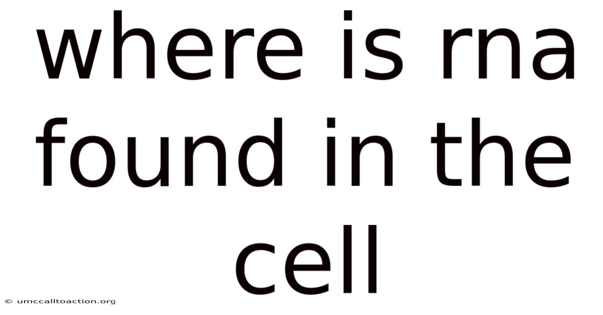 Where Is Rna Found In The Cell
