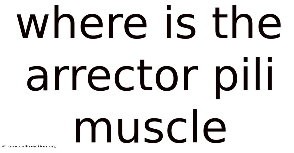Where Is The Arrector Pili Muscle