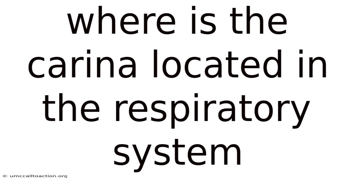 Where Is The Carina Located In The Respiratory System