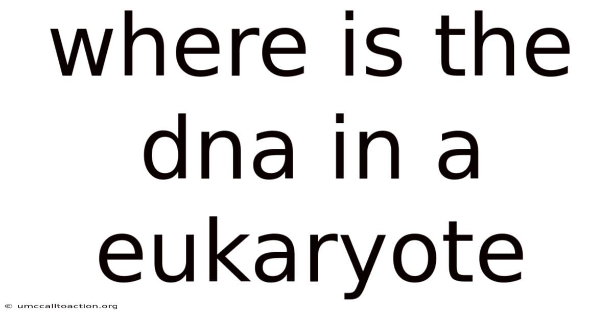 Where Is The Dna In A Eukaryote
