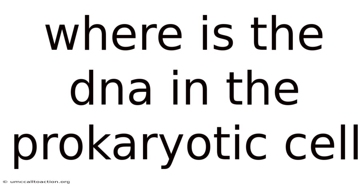 Where Is The Dna In The Prokaryotic Cell