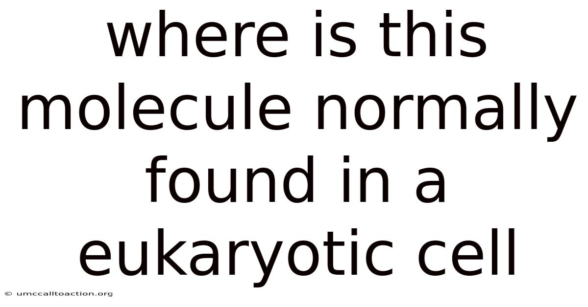 Where Is This Molecule Normally Found In A Eukaryotic Cell