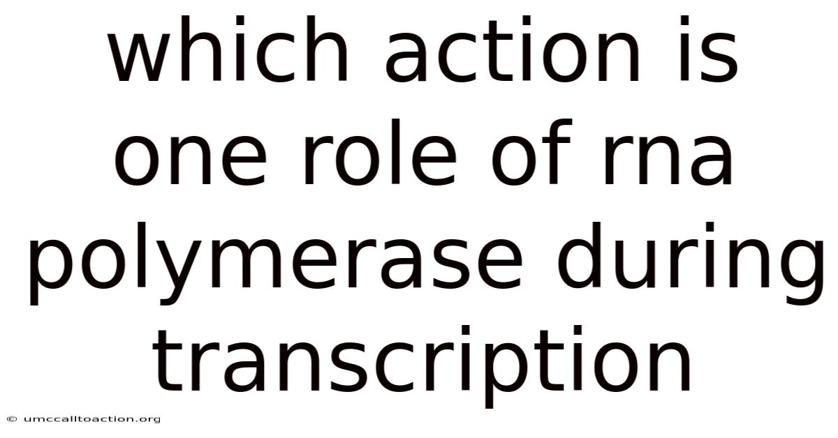 Which Action Is One Role Of Rna Polymerase During Transcription