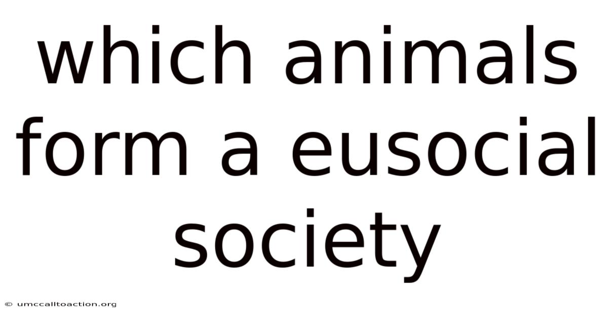 Which Animals Form A Eusocial Society
