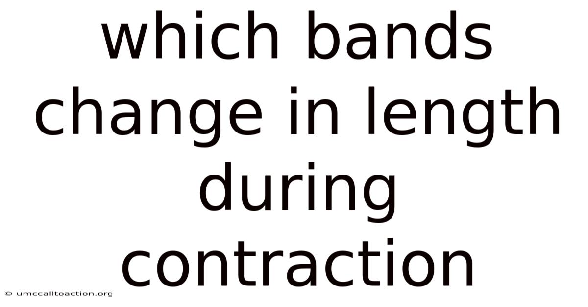 Which Bands Change In Length During Contraction