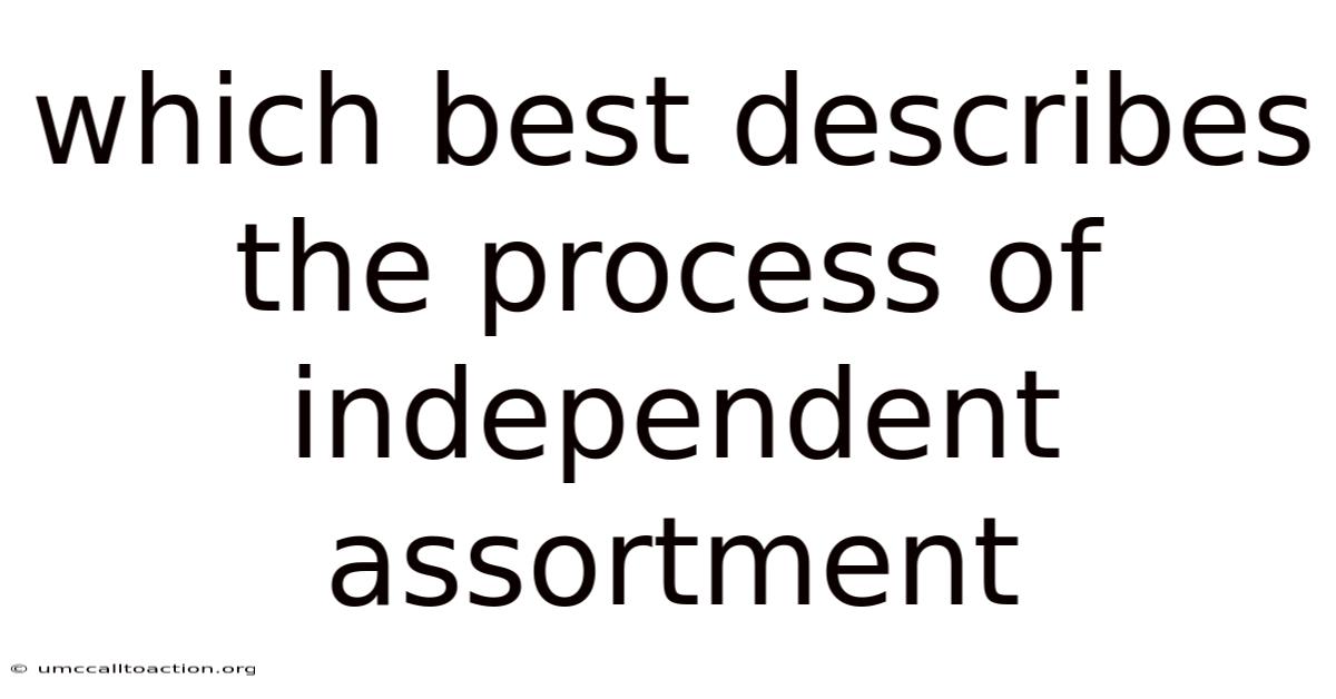 Which Best Describes The Process Of Independent Assortment