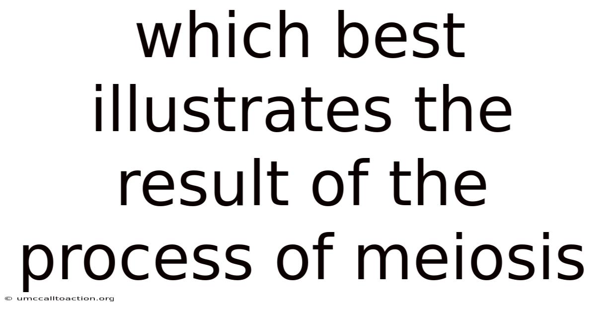 Which Best Illustrates The Result Of The Process Of Meiosis