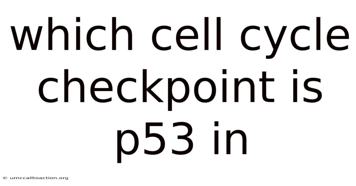 Which Cell Cycle Checkpoint Is P53 In