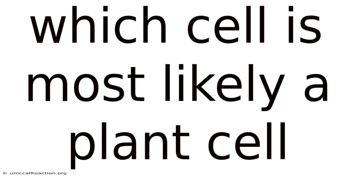 Which Cell Is Most Likely A Plant Cell