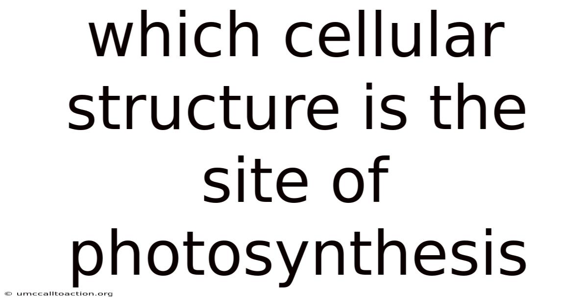 Which Cellular Structure Is The Site Of Photosynthesis