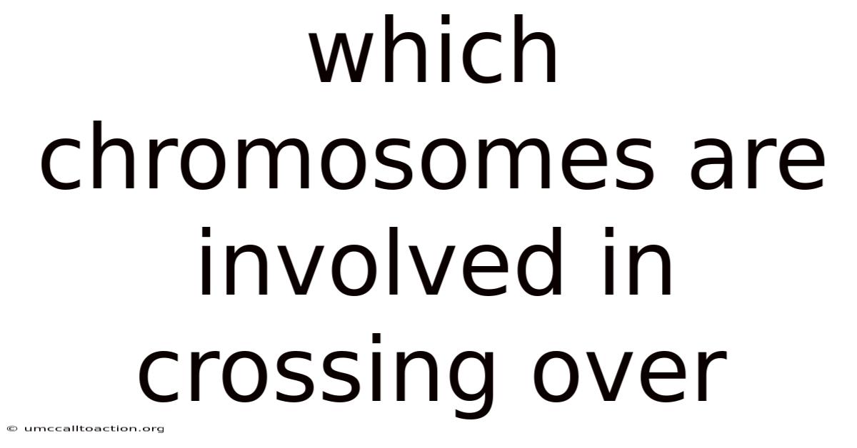 Which Chromosomes Are Involved In Crossing Over