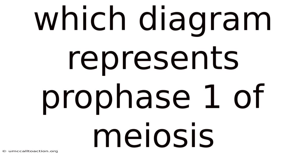 Which Diagram Represents Prophase 1 Of Meiosis