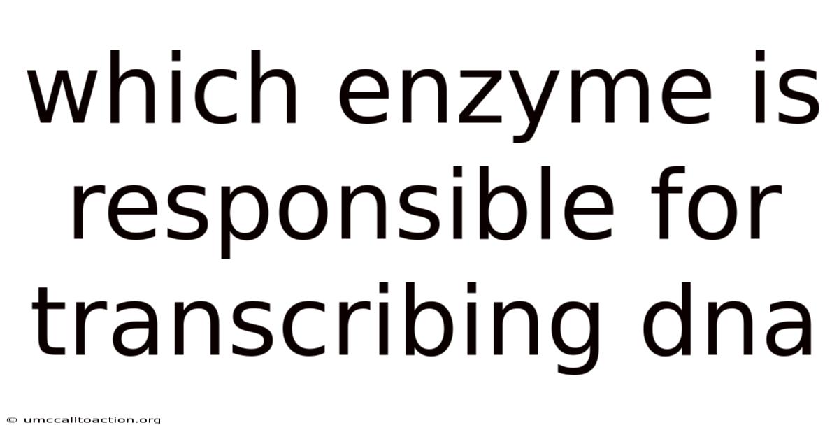 Which Enzyme Is Responsible For Transcribing Dna
