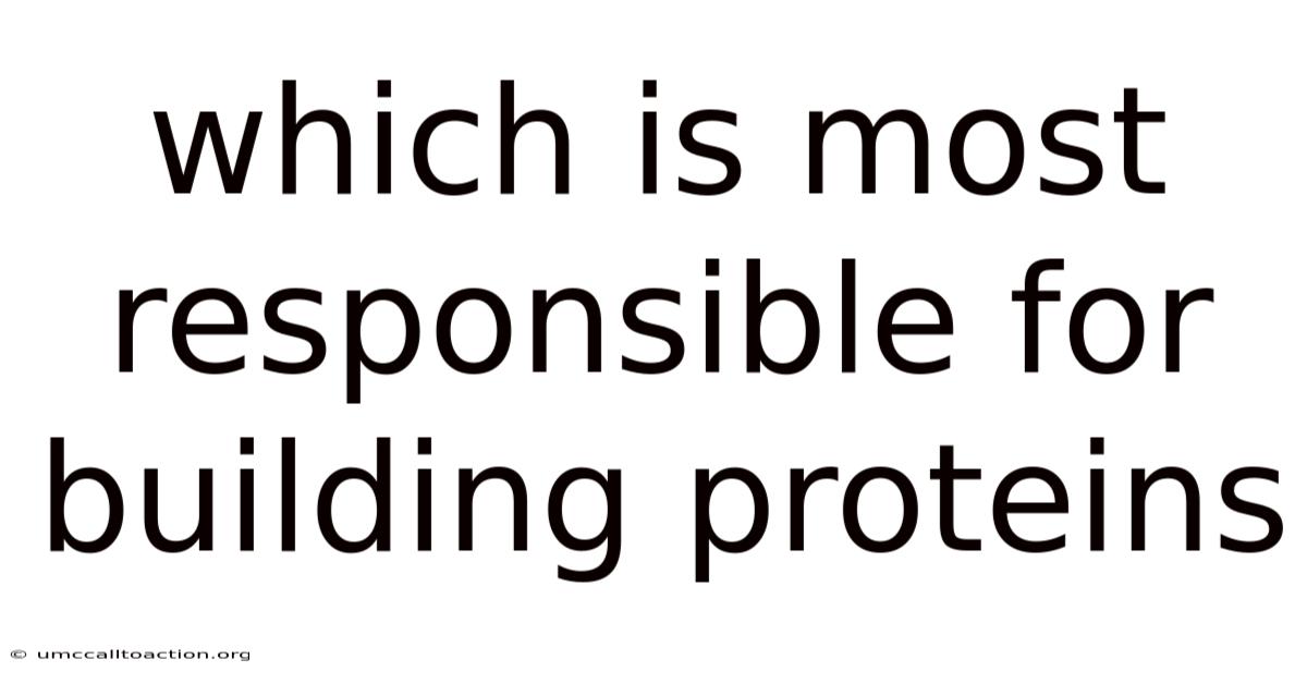 Which Is Most Responsible For Building Proteins
