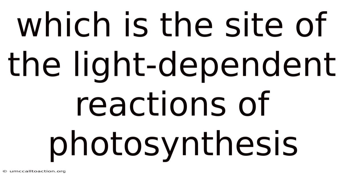 Which Is The Site Of The Light-dependent Reactions Of Photosynthesis