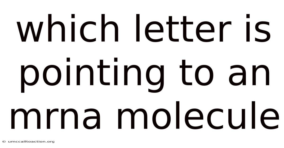 Which Letter Is Pointing To An Mrna Molecule