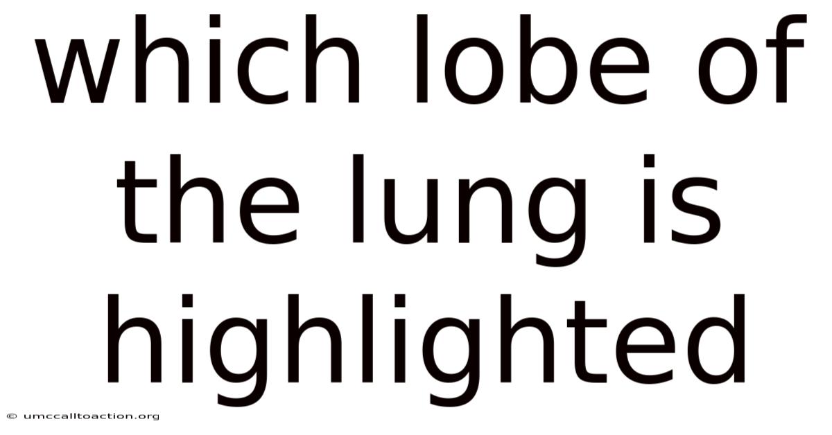 Which Lobe Of The Lung Is Highlighted