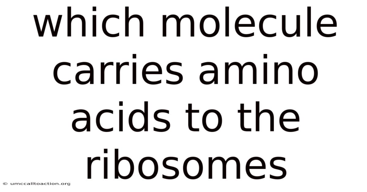 Which Molecule Carries Amino Acids To The Ribosomes
