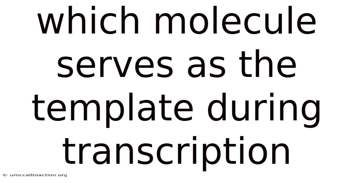 Which Molecule Serves As The Template During Transcription