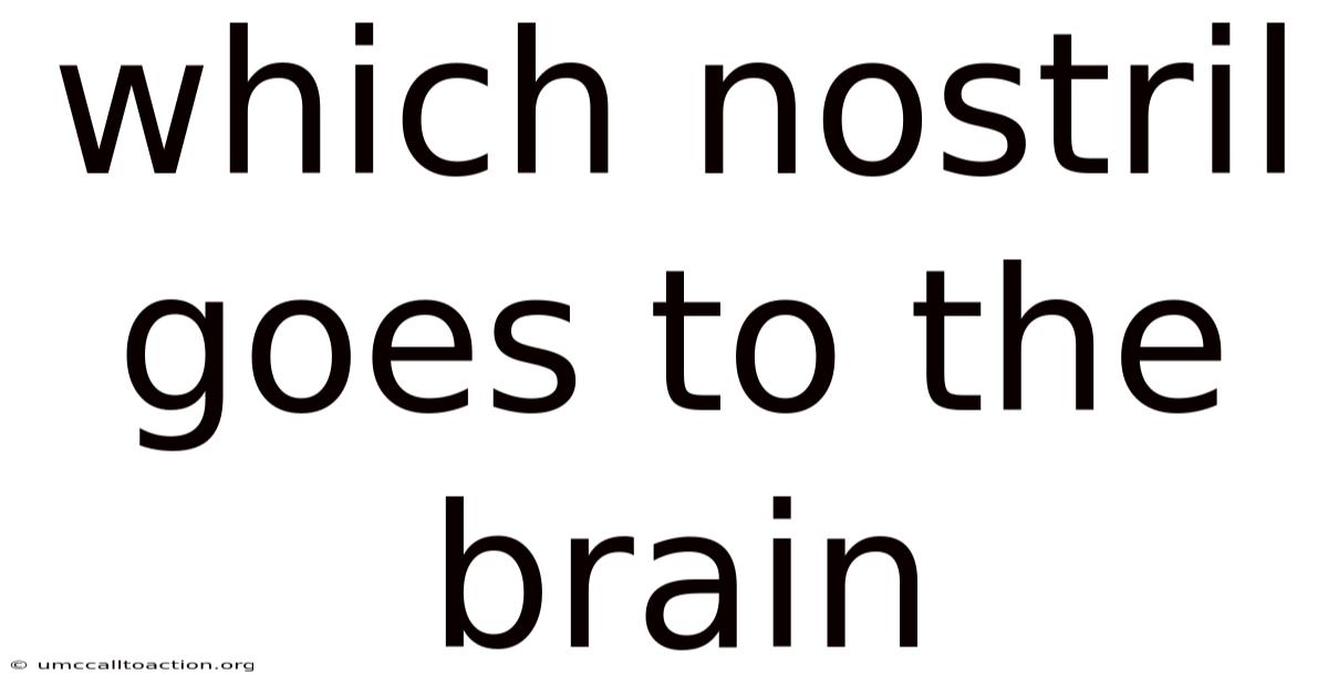 Which Nostril Goes To The Brain