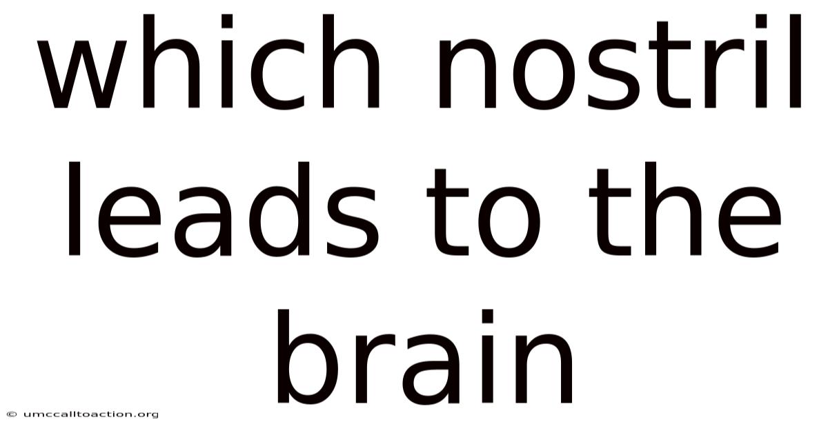 Which Nostril Leads To The Brain