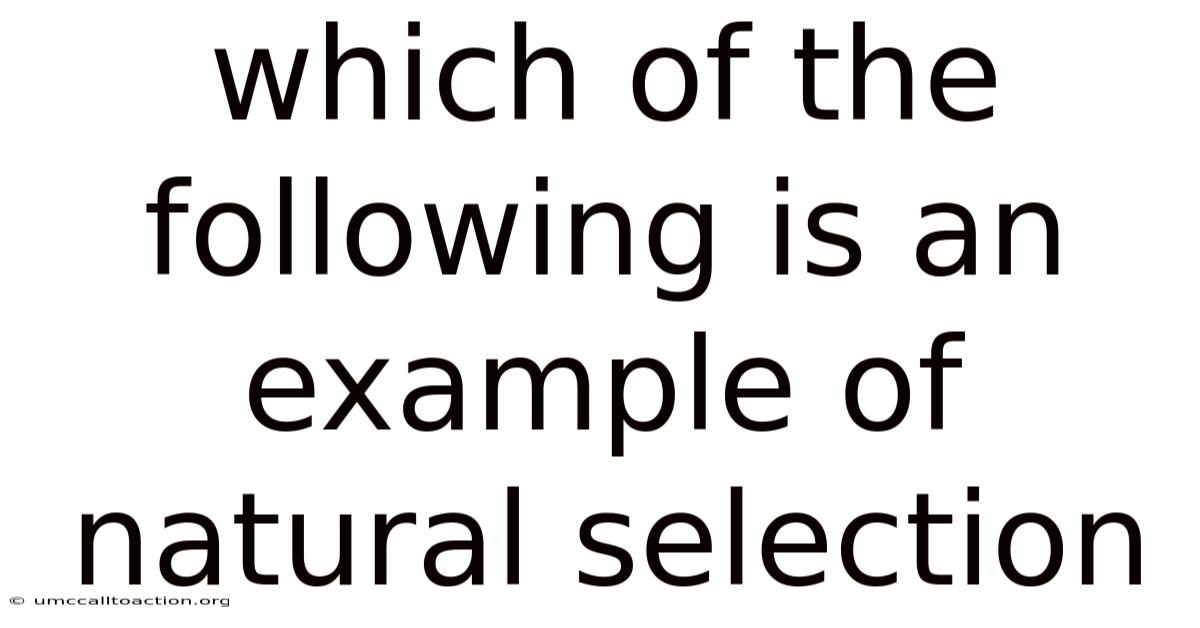 Which Of The Following Is An Example Of Natural Selection