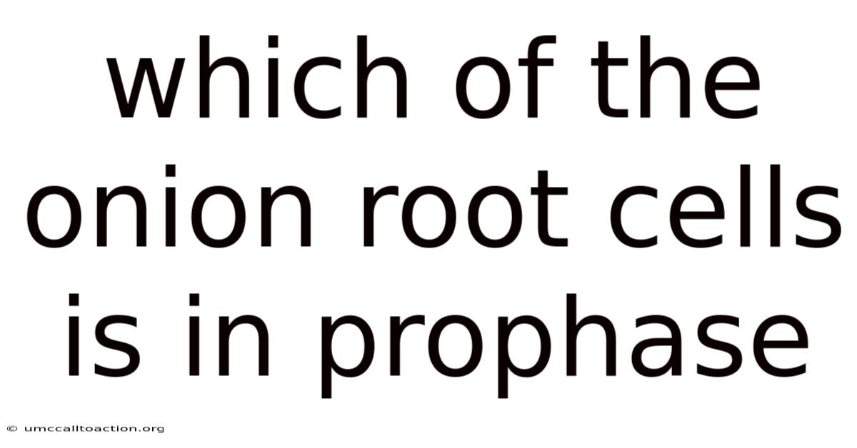 Which Of The Onion Root Cells Is In Prophase