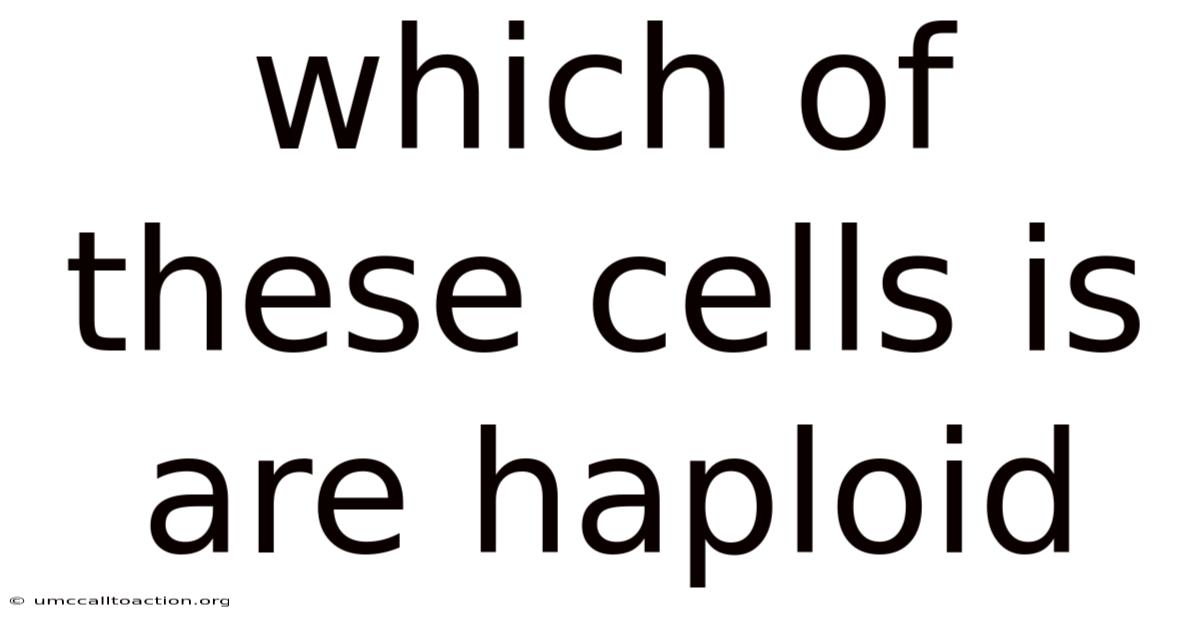 Which Of These Cells Is Are Haploid