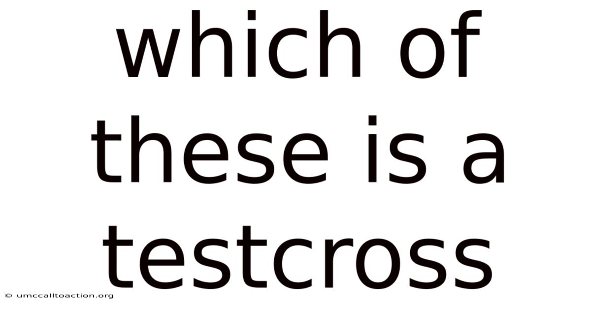 Which Of These Is A Testcross