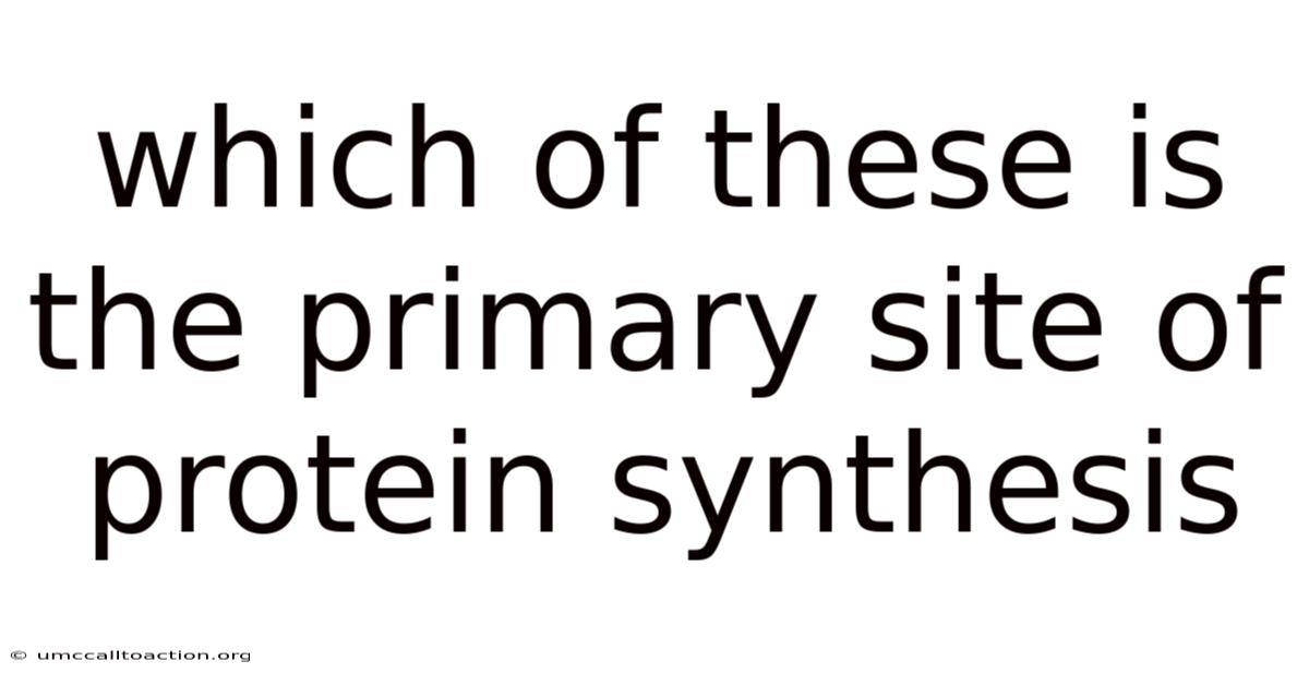 Which Of These Is The Primary Site Of Protein Synthesis