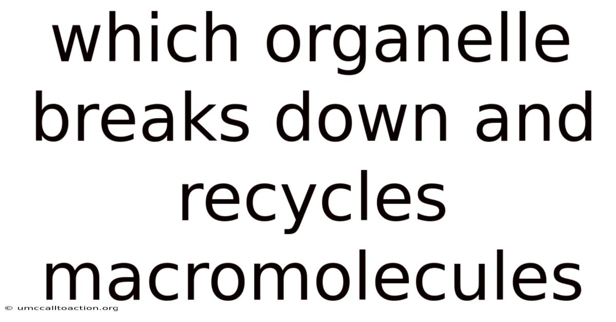 Which Organelle Breaks Down And Recycles Macromolecules