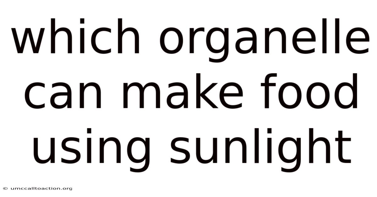 Which Organelle Can Make Food Using Sunlight