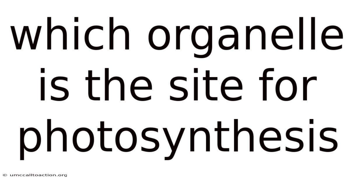Which Organelle Is The Site For Photosynthesis