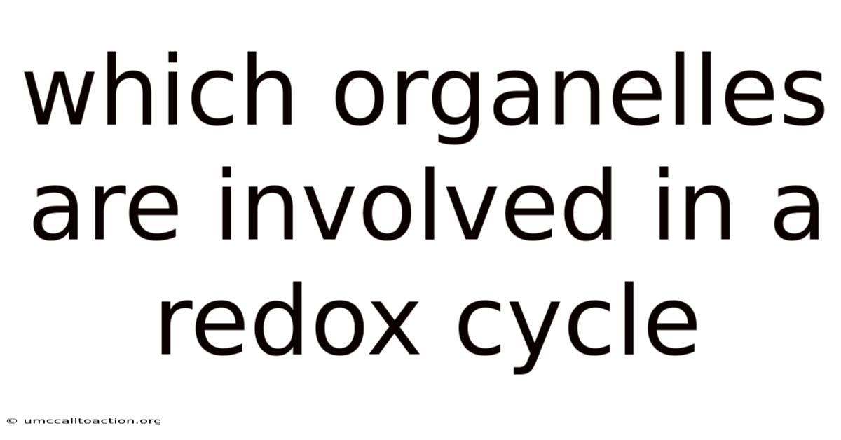 Which Organelles Are Involved In A Redox Cycle