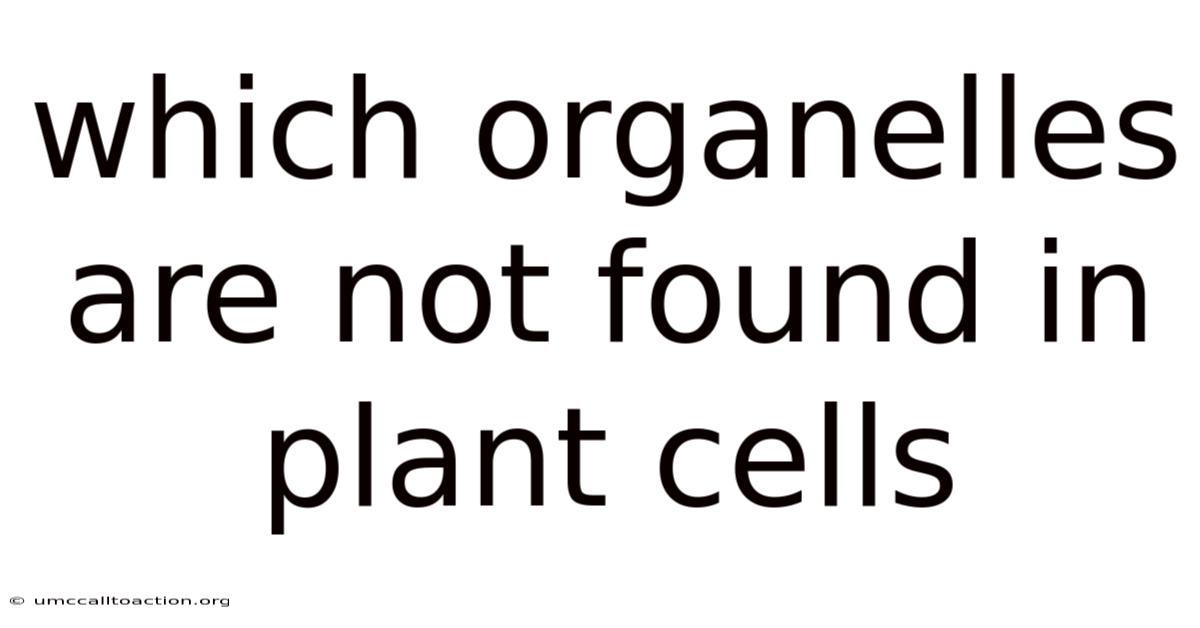 Which Organelles Are Not Found In Plant Cells